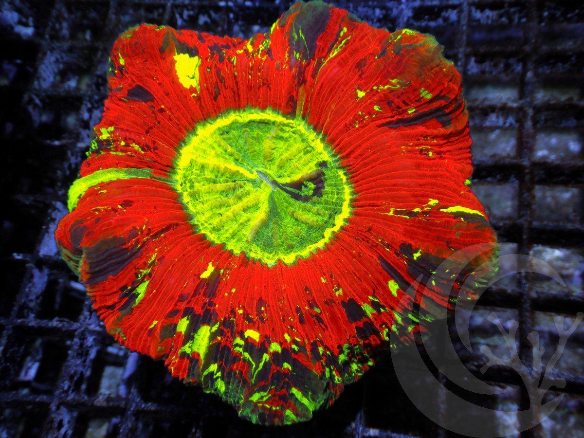 Insane Trachyphyllia