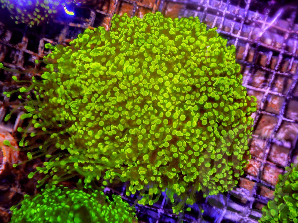 Amazing Lemon-Lime Frogspawn