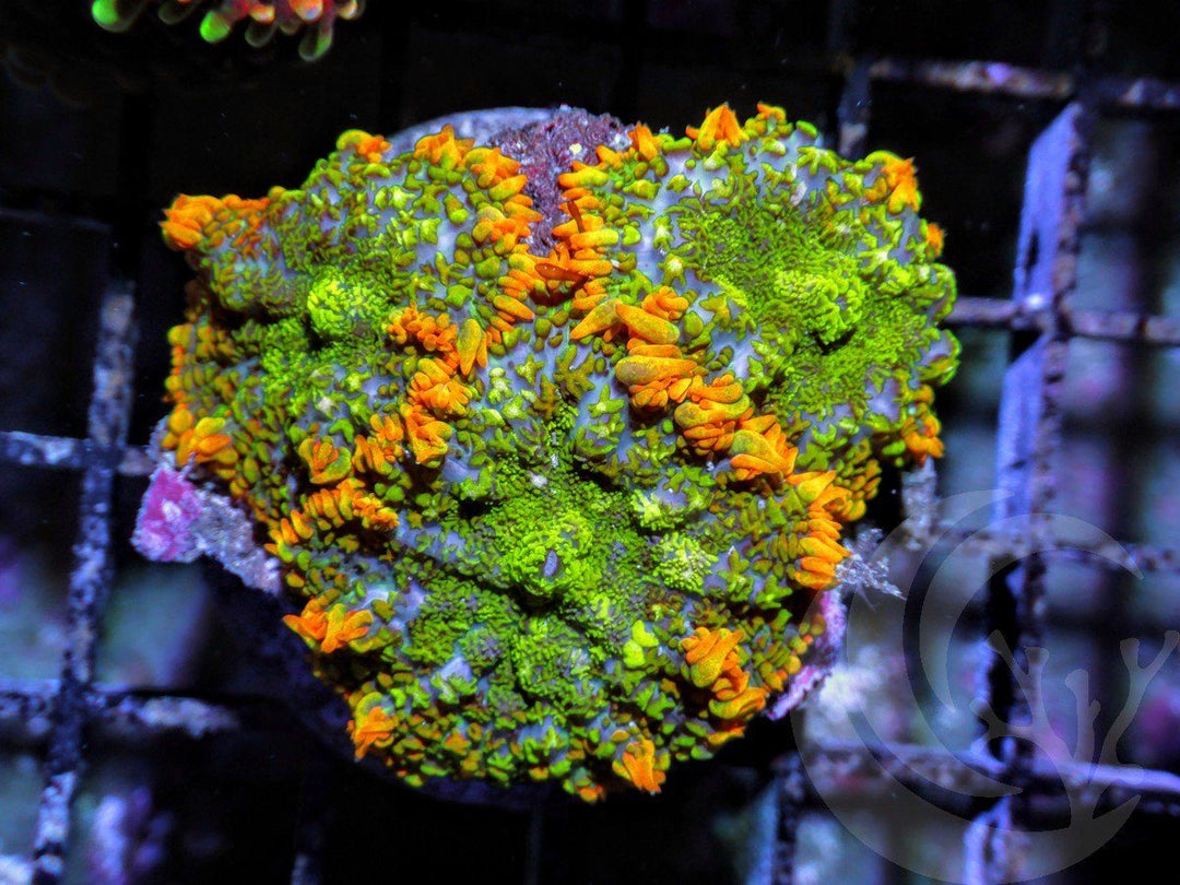 Rainbow Patchwork Rhodactis Mushrooms