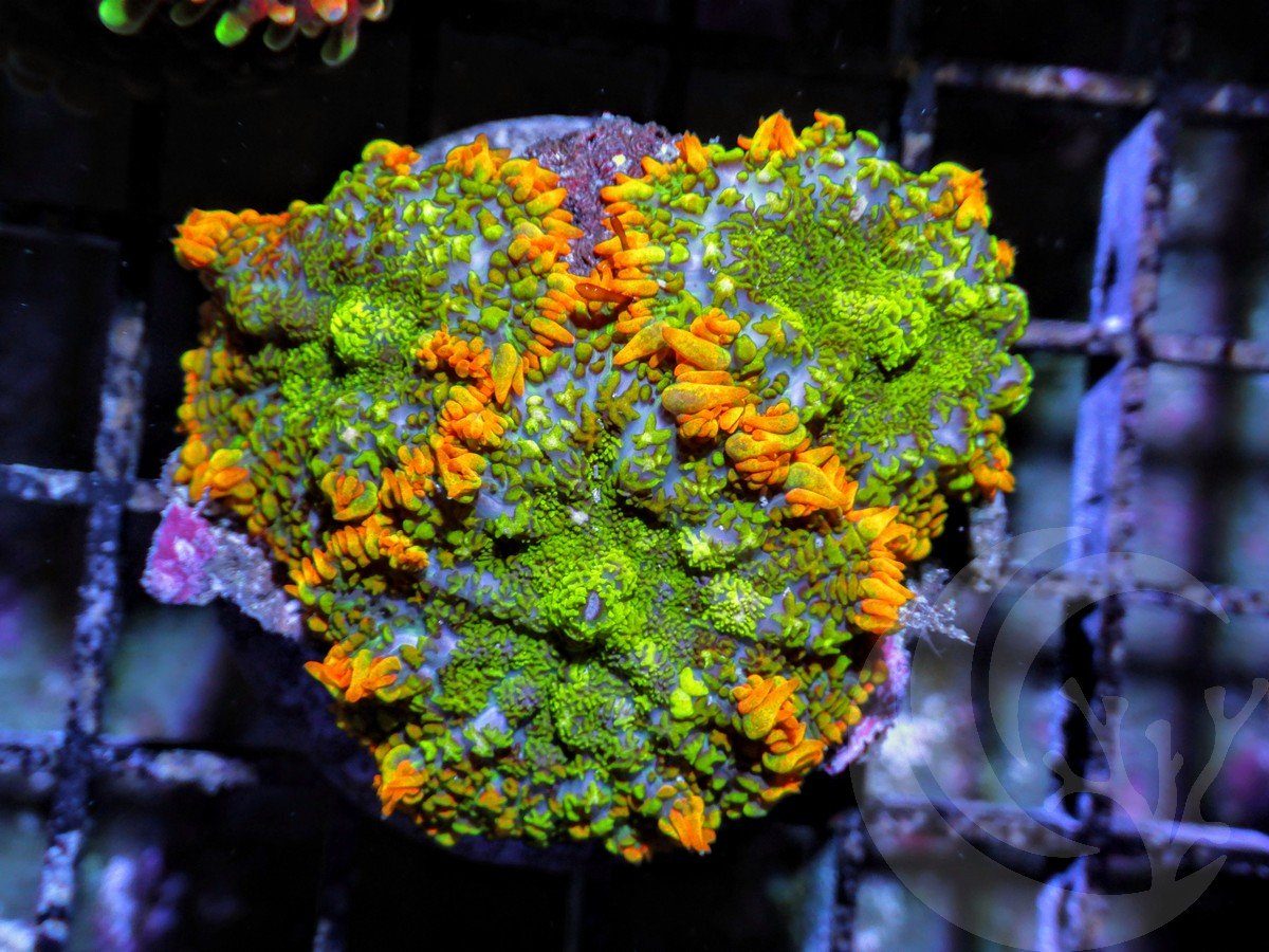 Rainbow Patchwork Rhodactis Mushrooms