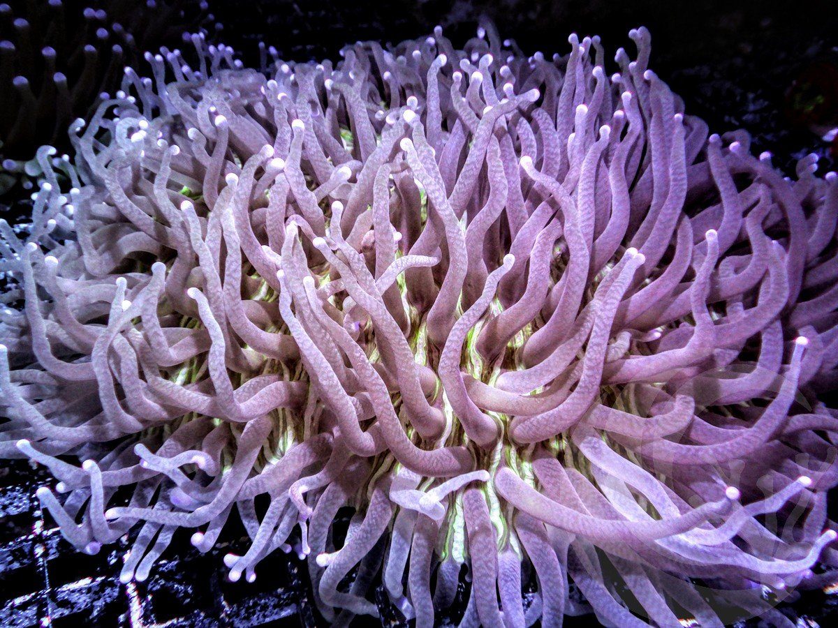 Pink tip Heliofungia