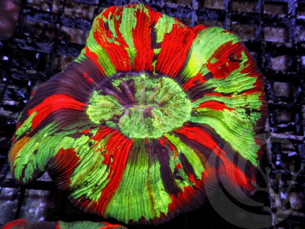 Rainbow Trachyphyllia