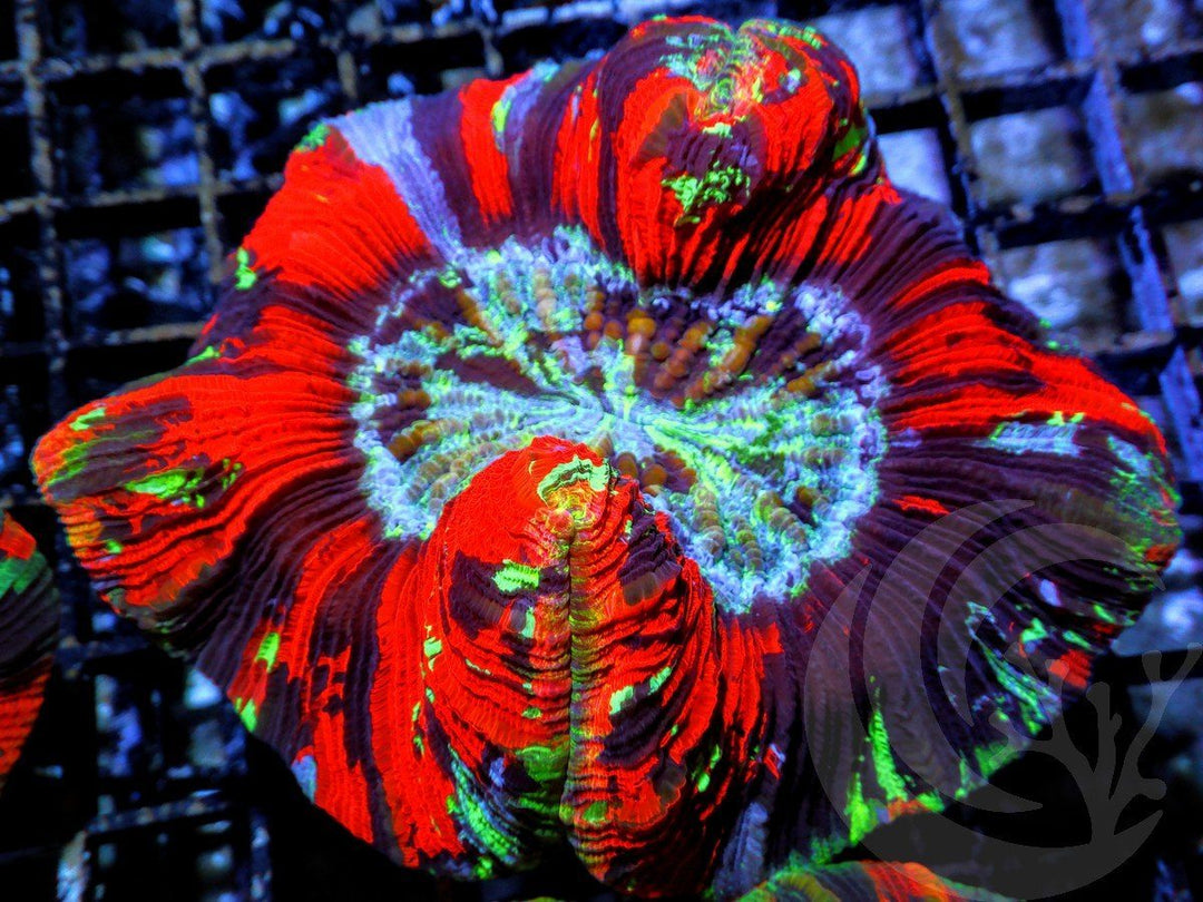 Blue Streaked Trachyphyllia