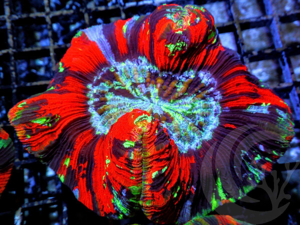 Blue Streaked Trachyphyllia