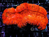 Orange-Red Lobophyllia