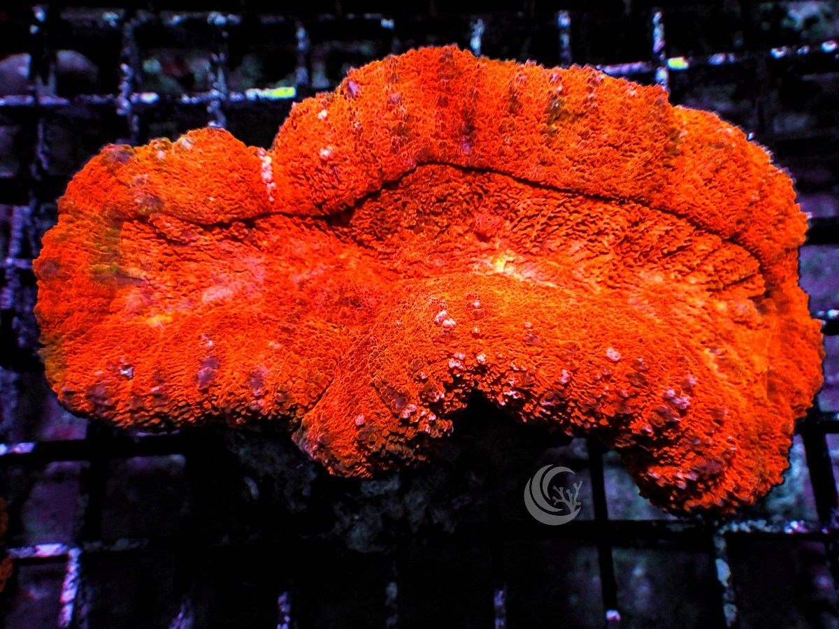 Orange-Red Lobophyllia