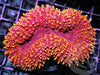 Gold Sprinkles Lobophyllia