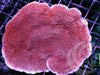 Red Plating Montipora