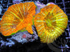 Incredible Double Intense Tangerine Scolymia vitiensis