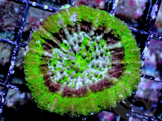 UFO Scolymia australis