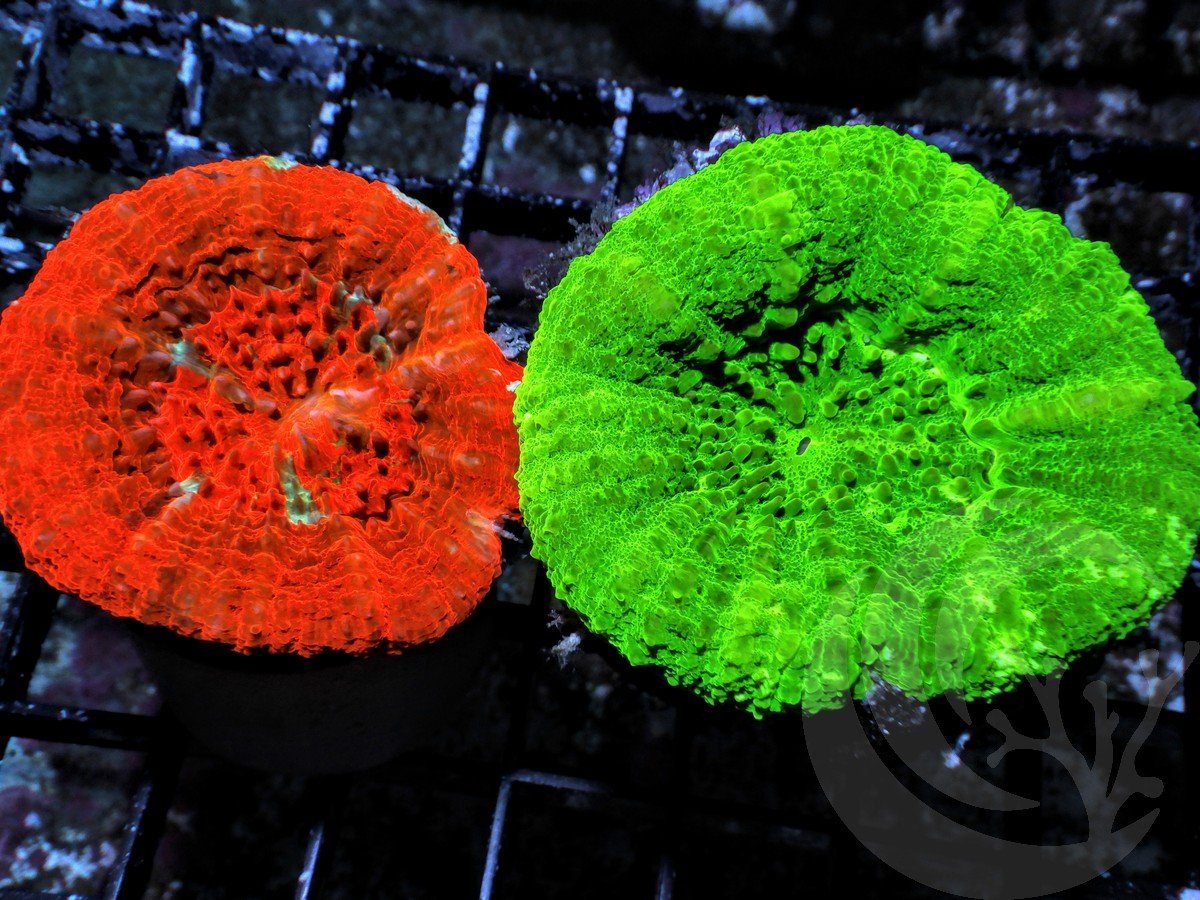 2 Pak Ultra Scolymia australis