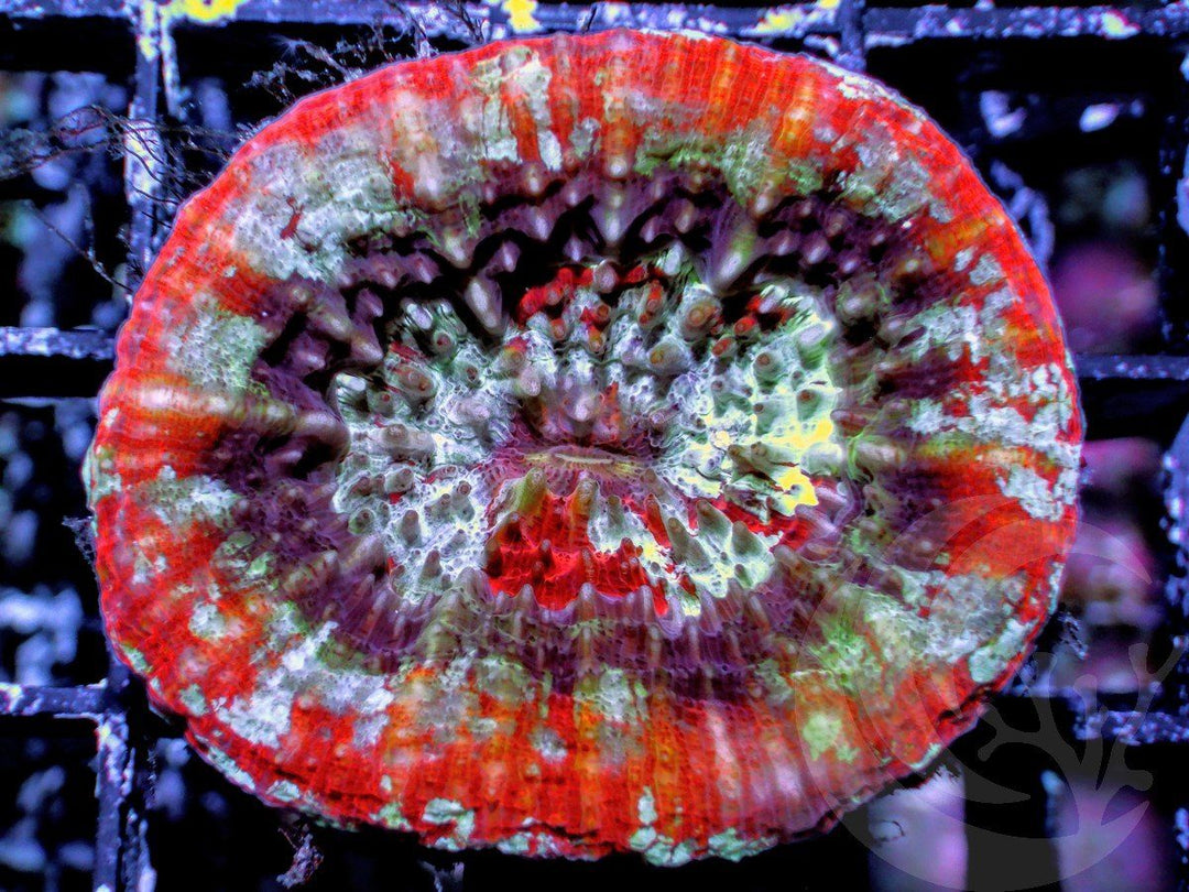 Super Scolymia australis