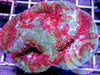 Red Mottled Acan bowerbanki