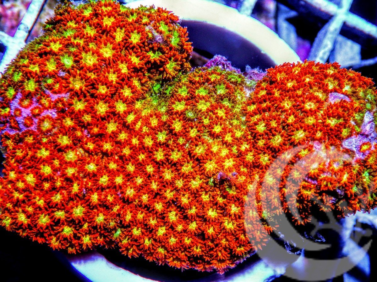 Rainbow Starburst Ultra Goniopora