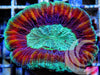 Rainbow Trachyphyllia