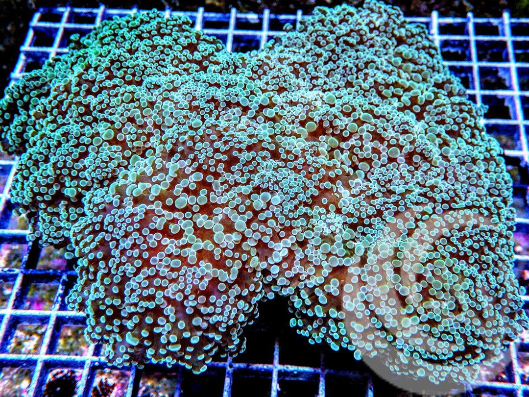 Collosal Mint Hammer
