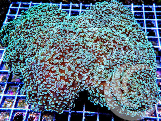 Collosal Mint Hammer