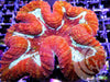 Red and Teal Lobophyllia