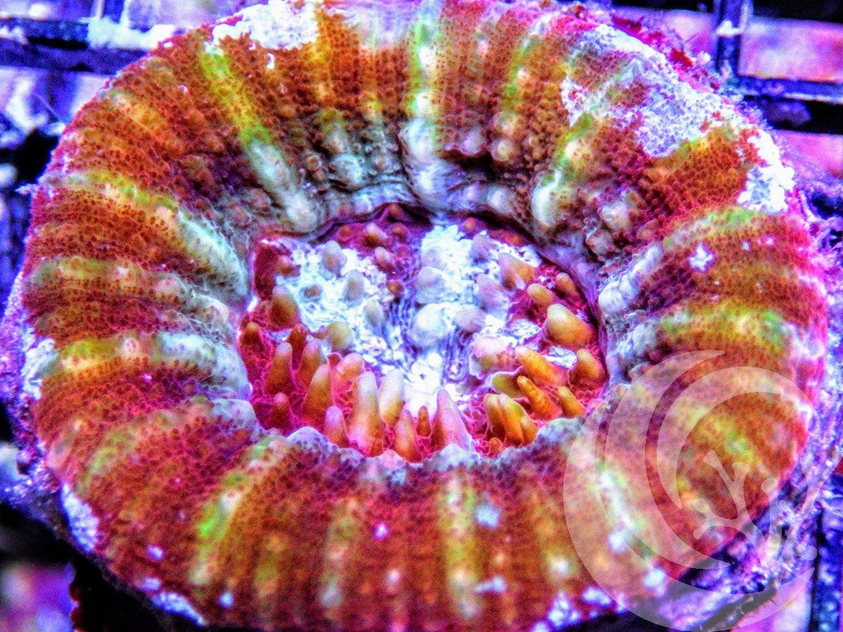 Rainbow Scolymia australis