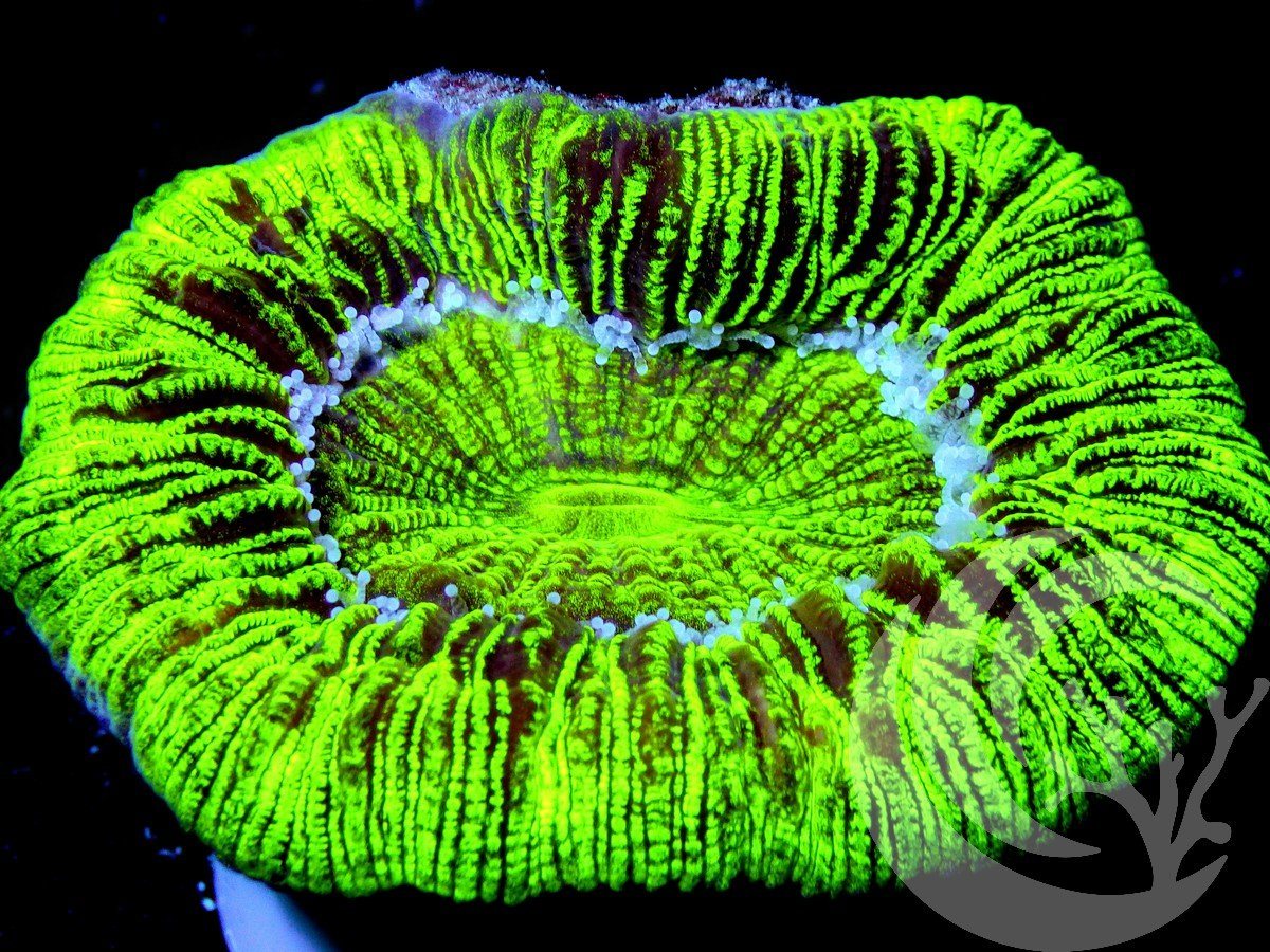 Electric Trachyphyllia