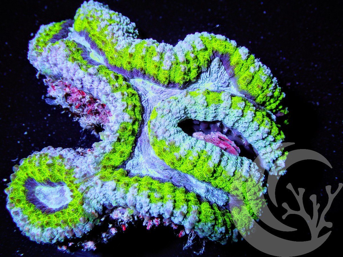 Ultra Lobophyllia