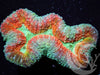 Ultra Lobophyllia