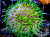 Neon Lime Polyp Fungia