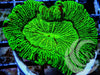 Mesmerizing Lime Trachyphyllia