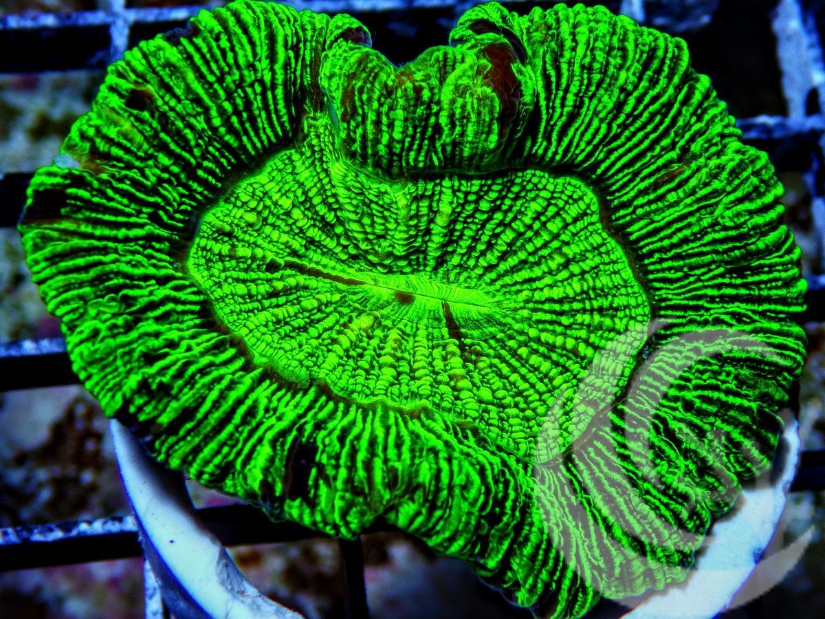 Mesmerizing Lime Trachyphyllia