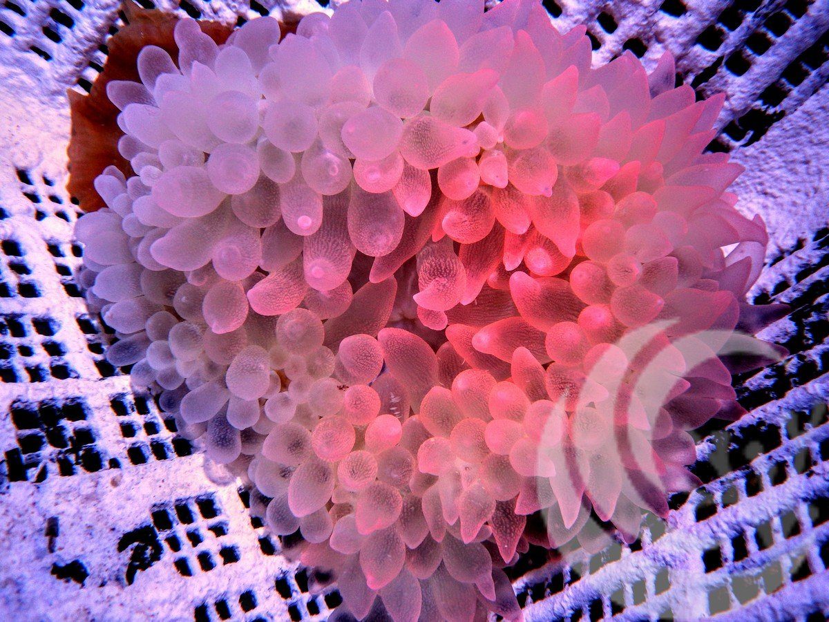 Tank Raised Pink Rose Bubble Tip Anemone