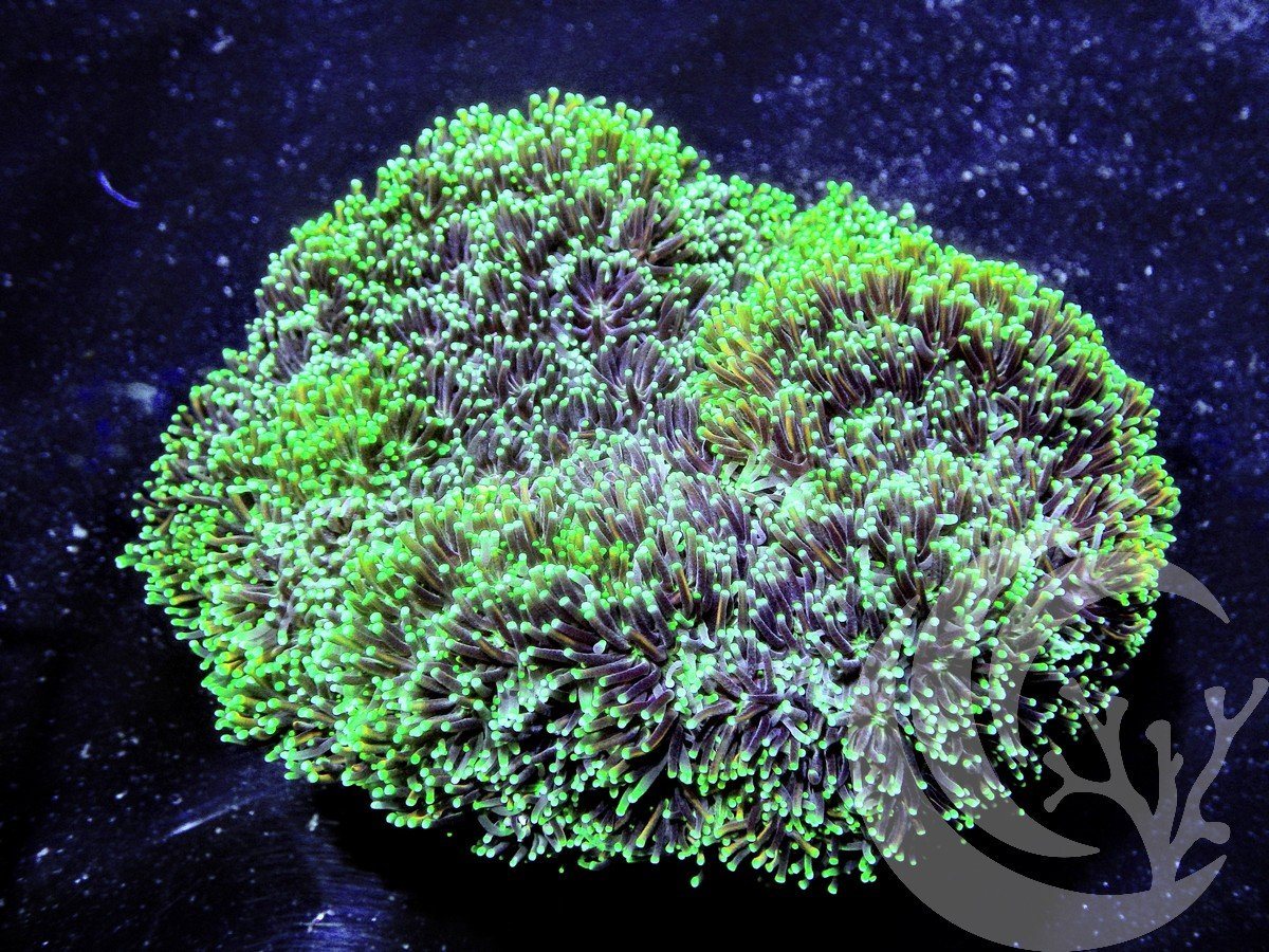 Cultured Shimmering Lime Galaxea