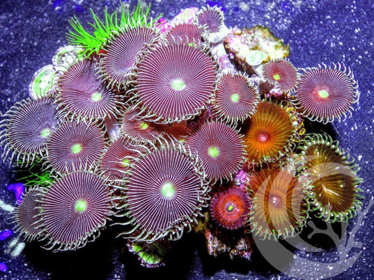 Piece of the Reef