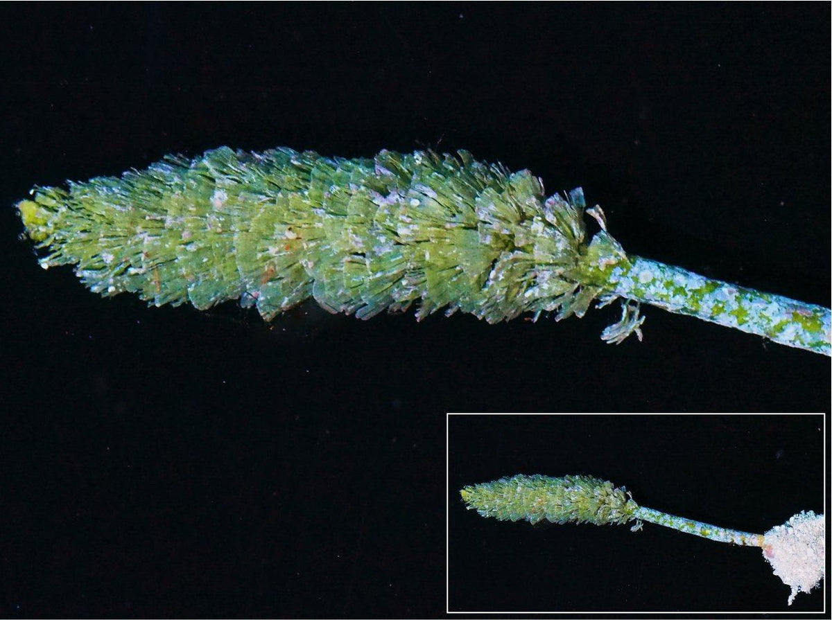 Rooted Halimeda Pine Cone