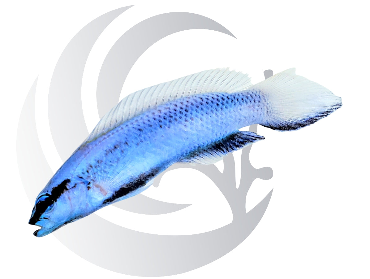 Indigo Dottyback