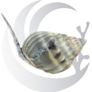 Dr. Mac's Pod Pub Reef Booster Package