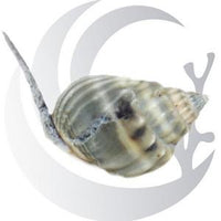 Dr. Mac's Pod Pub Reef Booster Package