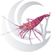 Kukenthal's Cleaner Shrimp