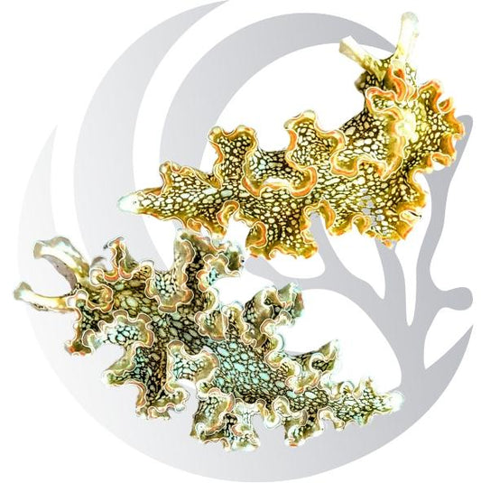 Lettuce Nudibranch