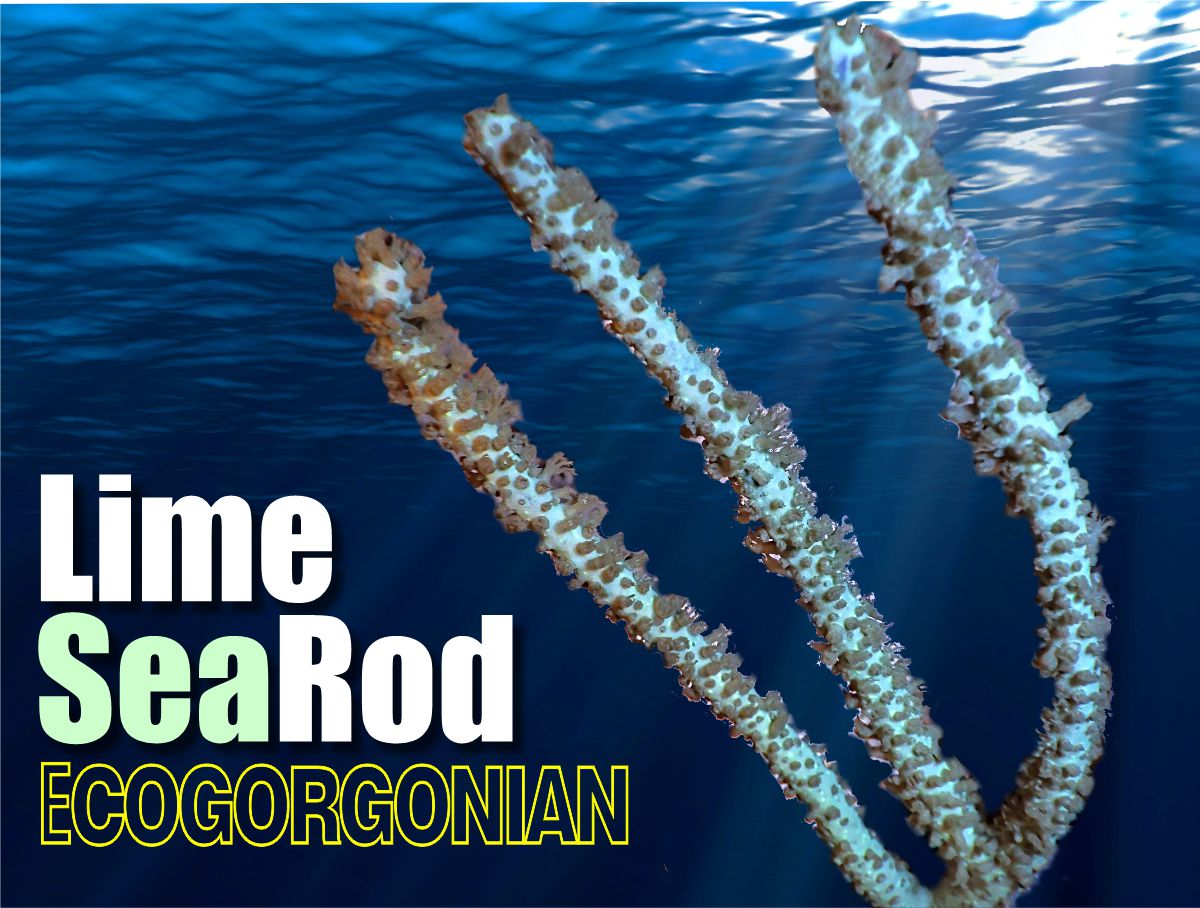 Lime Sea Rod Photosynthetic Gorgonian