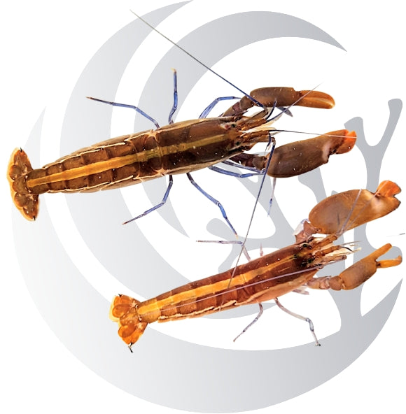 Mated Pair Orange Claw Pistol Shrimp WYSIWYG