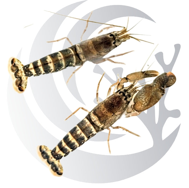 Mated Pair Tiger Pistol Shrimp WYSIWYG