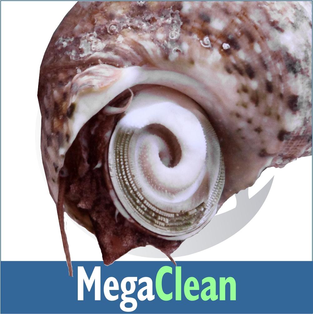 Mega Clean Invert Kit