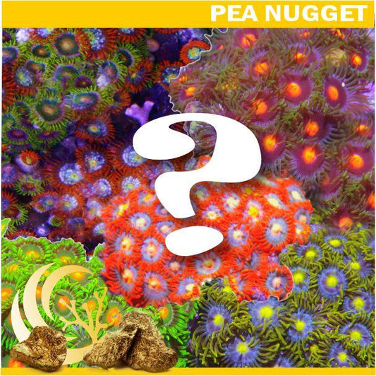 Loyalty Product: Mystery Zoanthid
