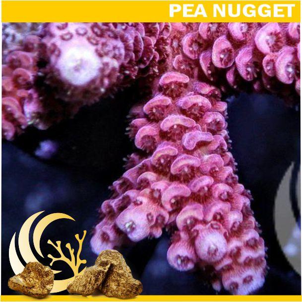 Loyalty Product: Pinky- Red Acropora millepora