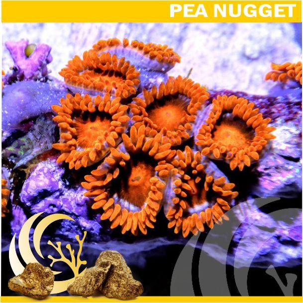 Loyalty Product: Blood Orange Zoanthids