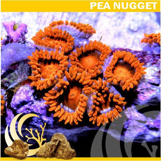 Loyalty Product: Blood Orange Zoanthids