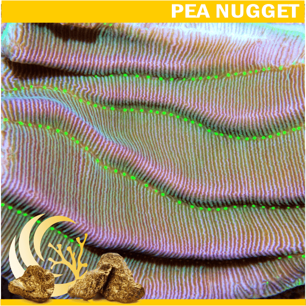 Loyalty Product: Elephant Skin Pachyseris