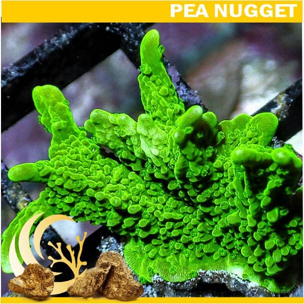 Loyalty Product: Green Branching Montipora