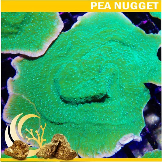 Loyalty Product: Green Plating Montipora capricornis