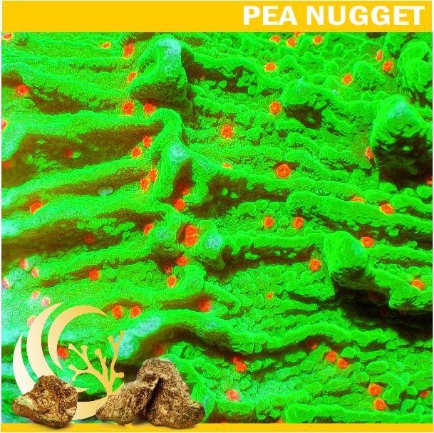 Loyalty Product: Grinch Plating Montipora